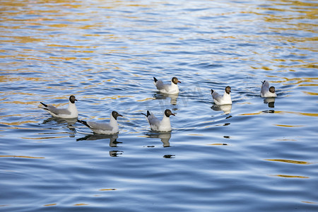 湖中小鸟摄影图