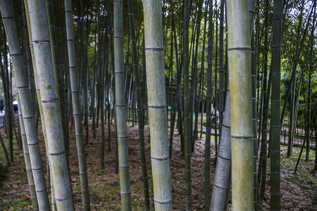 杭州植物园风景竹子摄影图