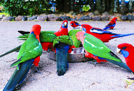 澳洲彩色彩虹吸蜜鹦鹉摄影图