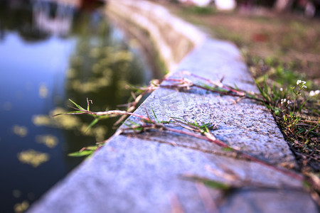 河边植物自然风景摄影图