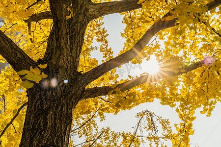 秋天树叶阳光摄影图