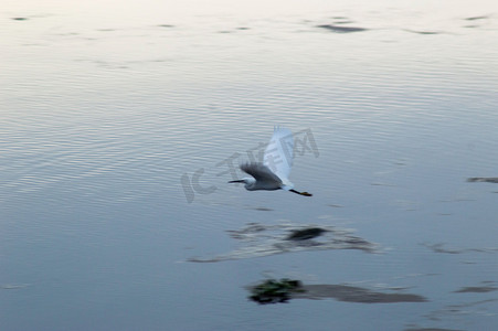 水面上飞翔白鹭摄影图