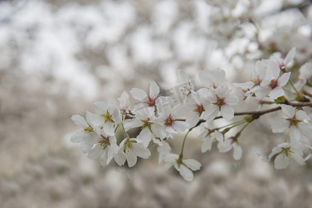 盛开白色花朵植物自然风景摄影图