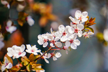 春天立春白色红李花植物摄影图