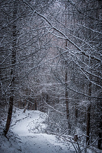 雪后树林里小路摄影图