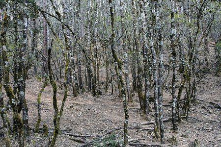 自然风景茂密古树森林摄影图