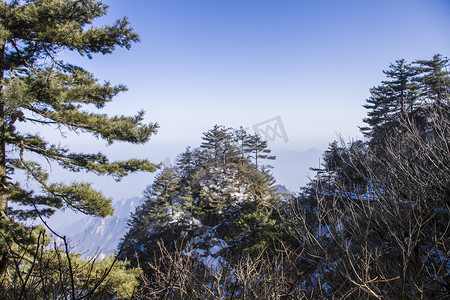 千姿百态摄影照片_自然风光尧山古树摄影图