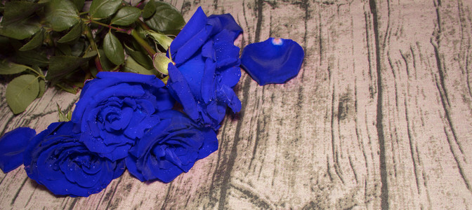 蓝玫瑰摄影照片_蓝色妖姬蓝色玫瑰花摄影图