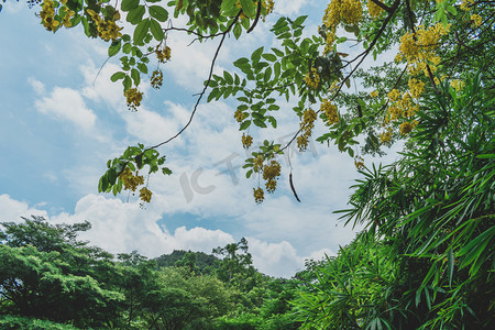 夏日浓荫摄影图