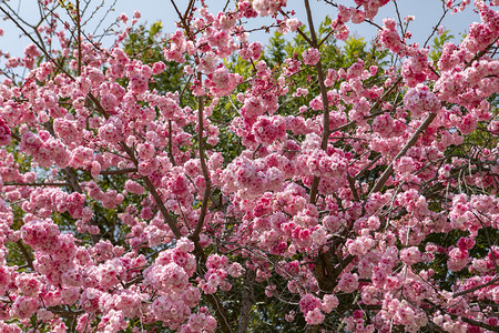 春天桃花朵朵繁花盛开13