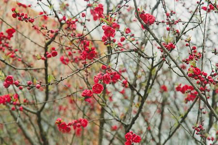 花季红色花朵摄影图片