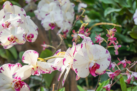 植物惠兰花朵摄影图