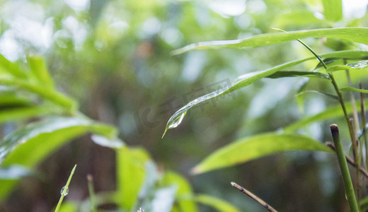 雨纷纷摄影照片_绿叶上雨天雨景细节摄影图