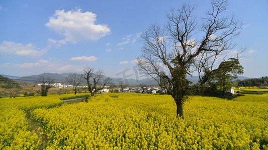 春天油菜花蓝天白云自然风景摄影图