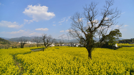 自然自然摄影照片_春天油菜花蓝天白云自然风景摄影图