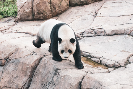 爬行大熊猫摄影图
