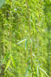 柳枝中国风摄影照片_柳树柳叶风景风光植物摄影图