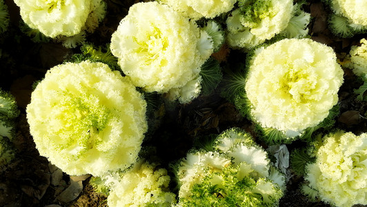 黄白色绿色环保黄色花朵植物自然风景摄影图