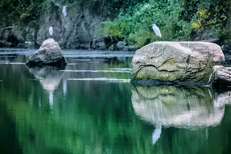 水面石头和水鸟摄影图