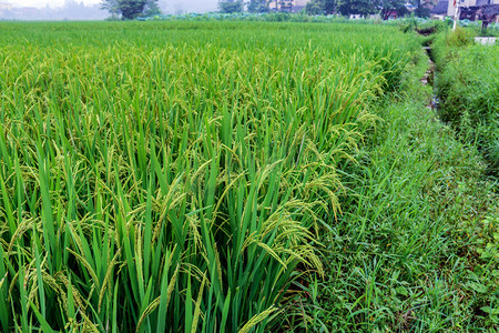 田间水稻摄影图