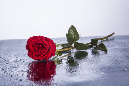 一朵含有露水的红色玫瑰花摄影图