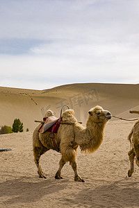 骆驼摄影摄影照片_鸣沙山风景名胜摄影图