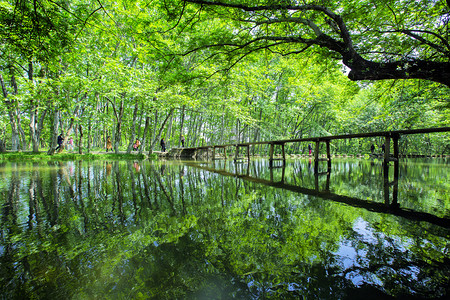 树木水面和木桥摄影图