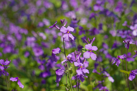 紫色花朵摄影照片_紫色花海中长春花摄影图