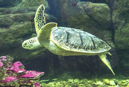 海龟海底世界摄影照片_海底海龟摄影图