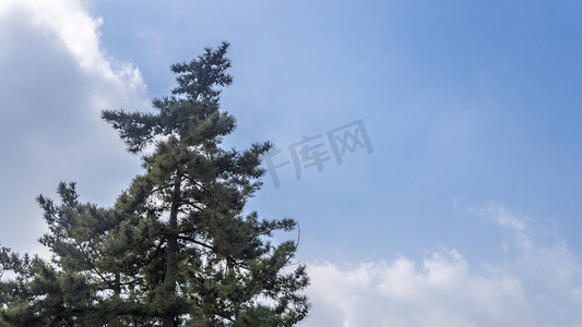 蓝天下松树自然风景摄影图
