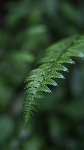 清明节摄影照片_蕨类植物摄影图