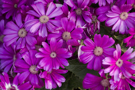 紫色花朵自然风景摄影图