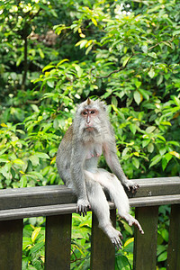森林公园中猴子摄影图