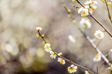 梅花摄影照片_梅花花蕾和枝条摄影图