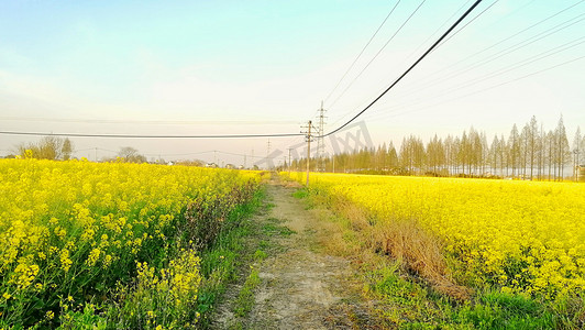 春天泥土摄影照片_黄色花海里乡间小路摄影图