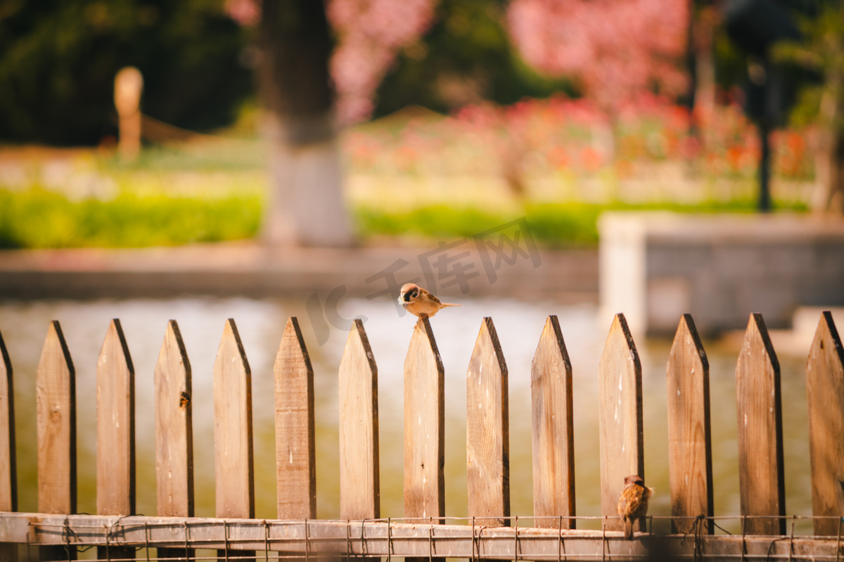 花架上落着的小麻雀摄影图高清摄影大图 千库网