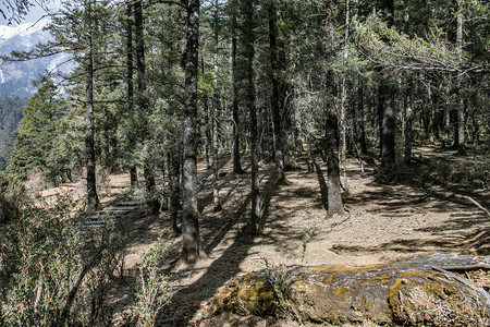自然风景青山古树森林摄影图