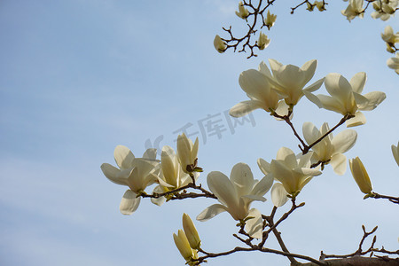 玉兰树苗摄影照片_春天盛开在蓝天下白色玉兰自然风景摄影图