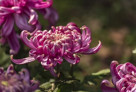 粉色斑点花纹摄影照片_盛开粉色菊花摄影图