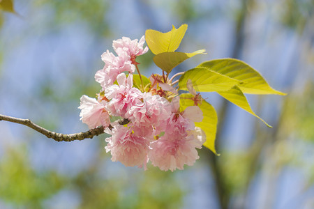 一棵粉色大树摄影照片_粉色樱花摄影图