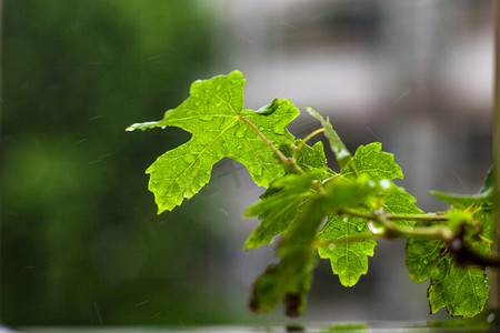 雨中葡萄叶子摄影图