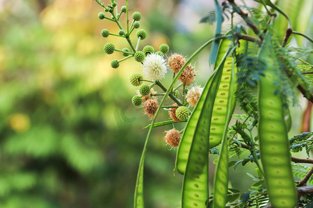 绿色豆荚小百花摄影图