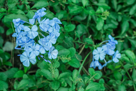 蓝色花朵小草自然风景摄影图