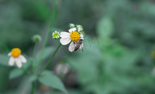 小白花植物摄影图