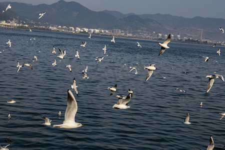 滇池湖泊上飞翔海鸥摄影图
