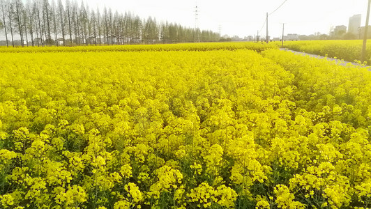 油菜花海春天美景摄影图