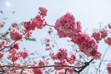 春天桃花繁花盛开自然风景摄影图