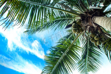 蓝天白云椰子树摄影图