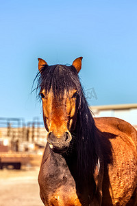 马和房屋摄影图