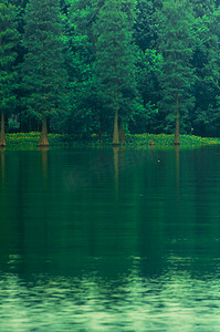 碧绿湖水和衫林摄影图